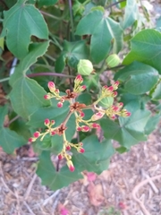 Jatropha mollissima