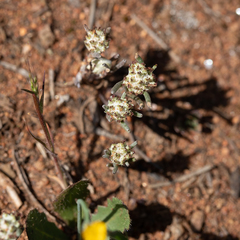 Blennospora drummondii