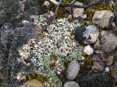 Squamarina cartilaginea