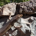 São Nicolau Skink - Photo (c) Luis Silva, some rights reserved (CC BY-NC-ND), uploaded by Luis Silva