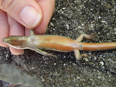 Chioninia nicolauensis