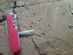 Didelphis marsupialis