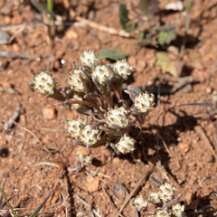 Blennospora drummondii