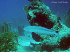 Malacanthus plumieri