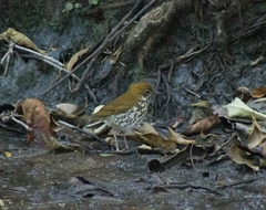 Hylocichla mustelina