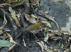 Hylocichla mustelina