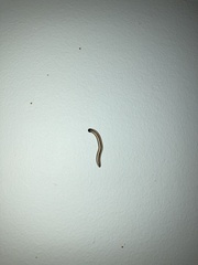 Spirobolellus immigrans