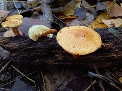 Pholiota lucifera