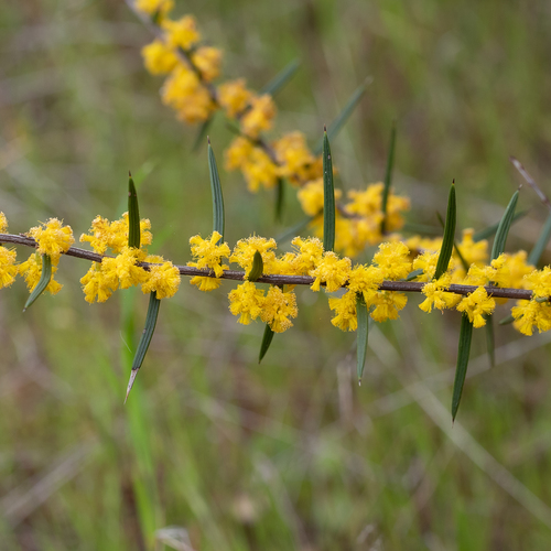 Dagger-leaf Wattle (Acacia rhigiophylla)
