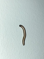 Spirobolellus immigrans