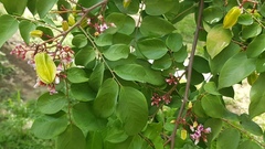 Magnoliopsida