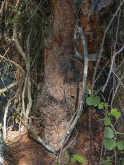 Nothofagus glauca