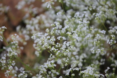 Galium pumilum