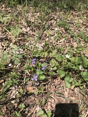 Viola labradorica
