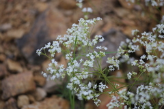 Galium pumilum
