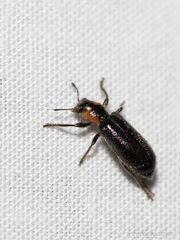 Placopterus thoracicus