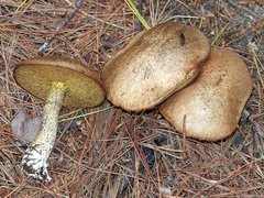 Suillus subalutaceus