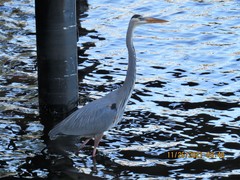 Ardea herodias