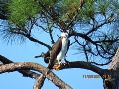 Pandion haliaetus