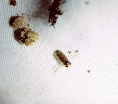Nepomorpha