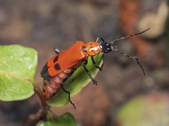 Chauliognathus militaris