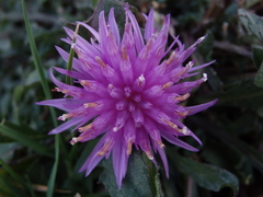 Centaurea limbata