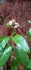 Stevia lucida
