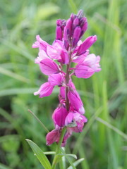 Polygala major