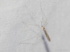 Gonomyia
