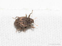 Apteromechus ferratus