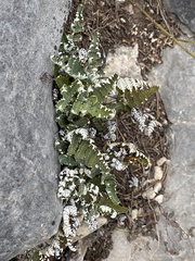 Myriopteris lindheimeri