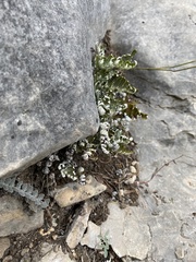 Myriopteris lindheimeri