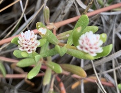 Blutaparon vermiculare