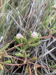 Blutaparon vermiculare