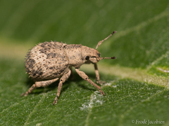 Pseudocneorhinus obesus