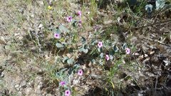 Mirabilis multiflora pubescens