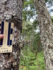 Sphaerophorus globosus