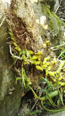 Polystachya ottoniana