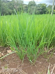 Oryza sativa