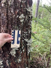 Sphaerophorus globosus