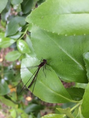 Antiagrion