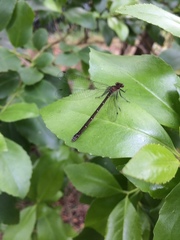 Antiagrion