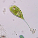 Phacus elegans - Photo 由 Petr Knotek 所上傳的 (c) Petr Knotek，保留部份權利CC BY