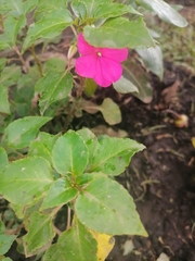 Impatiens walleriana image