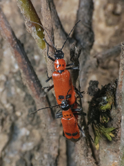 Chauliognathus militaris