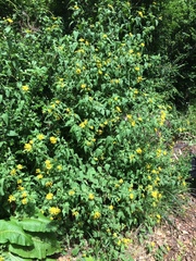 Leptocarpha rivularis