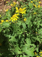 Leptocarpha rivularis