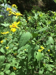 Leptocarpha rivularis