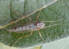 Chironomus crassicaudatus