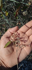 Salvia lasiantha